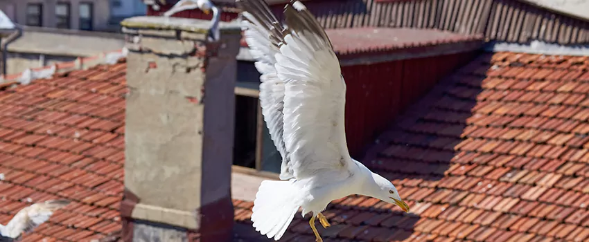 Residential Chimney Animal Removal Solution in Lakeland, FL