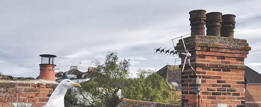 Chimney Cleaning And Restoration in Lakeland, Florida